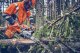 Husqvarna Chainsaw HUSQVARNA 560 XP Mark II 1