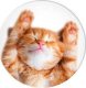 Podstawka PopSockets Popsockets Uchwyt na telefon Snoozy Cat standard 2