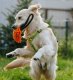 Dingo Dingo Zabawka dla psa - Szarpak Mop z rączką bungee pomarańczowy 2