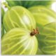 Feeby Obraz Deco Panel, Agrest makro (Rozmiar 30x30) 2
