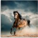 Feeby Obraz Deco Panel, Galop konia (Rozmiar 60x60) 2