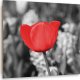 Feeby Obraz Deco Panel, Czerwony tulipan na łące (Rozmiar 60x60) 1