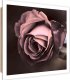Feeby Obraz Deco Panel, Piękna róża (Rozmiar 60x60) 1