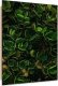 Feeby Obraz Deco Panel, Zielone liście egzotycznych roślin (Rozmiar 80x120) 1