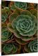 Feeby Obraz Deco Panel, Zielony kwiat sukulent (Rozmiar 40x60) 1