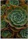 Feeby Obraz Deco Panel, Zielony kwiat sukulent (Rozmiar 40x60) 2