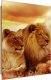 Feeby Obraz Deco Panel, Król lew i lwica (Rozmiar 70x100) 1