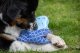 Triton CoolPets Lodowy PINGWIN dla psów 2