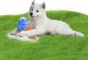 Triton CoolPets Lodowy PINGWIN dla psów 3