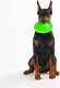 Collar Flyber Dwustronne Frisbee dla Psa 22cm 11