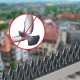 Kadax Kolce Na Ptaki Gołębie Gęste Plastikowe 10szt 5M 2
