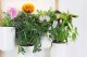 Pret a Pousser Pret a Pousser Modulo 2 incl. 4 Pots + 4 Pods 13