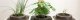 Pret a Pousser Pret a Pousser Modulo 2 incl. 4 Pots + 4 Pods 8