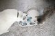 NINA OTTOSON NINA OTTOSON CAT PUZZLE & PLAY RAINY DAY  Level:3 6