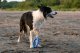 Triton Kiwi Walker Let's Play Ring Maxi niebieski 3