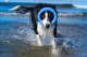 Triton Kiwi Walker Let's Play Ring Maxi niebieski 4