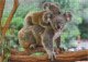 Dodo *****Puzzle 1000el Mały Koala i mama DOB1217 01217 2