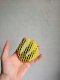Norimpex *****Piłka z zawieszką fidget worm 2000678 2