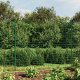 vidaXL Ogrodzenie ze zgrzewanej siatki, zielone, 2x25 m 1