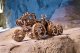 UGEARS Składany Drewniany Model 3D - Załogowy Łazik Marsjański 9