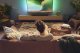 Soundbar Philips TAB5309/10 14