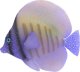 Nobleza Fluorescencyjne ryby morskie Fluorescencyjne ryby morskie 1