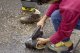 Karcher Scrubbing brush 4