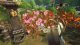 NACON Gra XS Garden Life 1