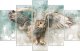 Feeby Obraz pięcioczęściowy Deco Panel, Sowa w locie (Rozmiar 150x100) 2