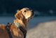 Tractive Tractive GPS DOG XL - Green 4