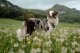 Tractive Tractive GPS DOG XL - Green 5