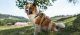 Tractive Tractive GPS DOG XL - Green 6
