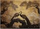 Artgeist Fototapeta, Pawie Drzewo Bonsai (Rozmiar 150x105) 2