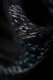 LennyLamb Nosidło LennyLamb LennyLight -Rainforest Nocturnal Regulowane 4