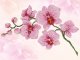 DIAMOND DOTZ Haft diamentowy Diamond Dotz Orchidea 49x39cm DD6034 1