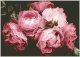 DIAMOND DOTZ Haft diamentowy Diamond Dotz Diamentowa mozaika Vintage Roses 51x39cm DQ9020 2