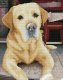 DIAMOND DOTZ Haft diamentowy Diamond Dotz Diamentowa mozaika Labrador King 48x58cm DQ10027 1