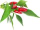 Click And Grow Click & Grow Smart Garden refill Piri Piri Chili Pepper 3pcs 1