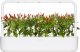 Click And Grow Click & Grow Smart Garden refill Piri Piri Chili Pepper 3pcs 2