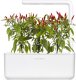 Click And Grow Click & Grow Smart Garden refill Piri Piri Chili Pepper 3pcs 3