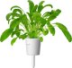 Click And Grow Click & Grow Smart Garden refill Mibuna 3pcs 1