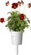 Click And Grow Click & Grow Smart Garden Refill Red Pansy 3pcs 2