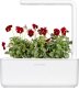 Click And Grow Click & Grow Smart Garden Refill Red Pansy 3pcs 3