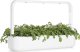 Click And Grow Click & Grow Smart Garden refill Shungiku 3pcs 2