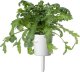 Click And Grow Click & Grow Smart Garden refill Shungiku 3pcs 3