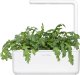 Click And Grow Click & Grow Smart Garden refill Shungiku 3pcs 4