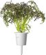 Click And Grow Click & Grow Smart Garden refill Red Frill Mustard 3pcs 2