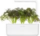 Click And Grow Click & Grow Smart Garden refill Red Frill Mustard 3pcs 4