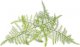 Click And Grow Click & Grow Smart Refill Feather spar 3pcs 1