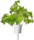 Click And Grow Click & Grow Smart Refill Oakleaf Lettuce 3pcs 1